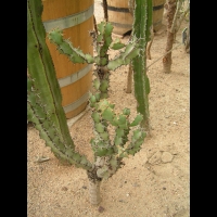 Euphorbe - Euphorbia Caerulescens (fam Euphorbiacees) (Afrique du sud) (02)